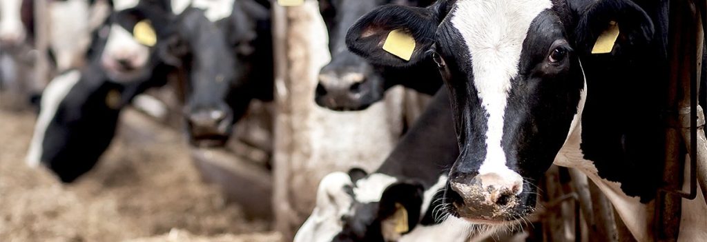 Cattle in the breeding farm