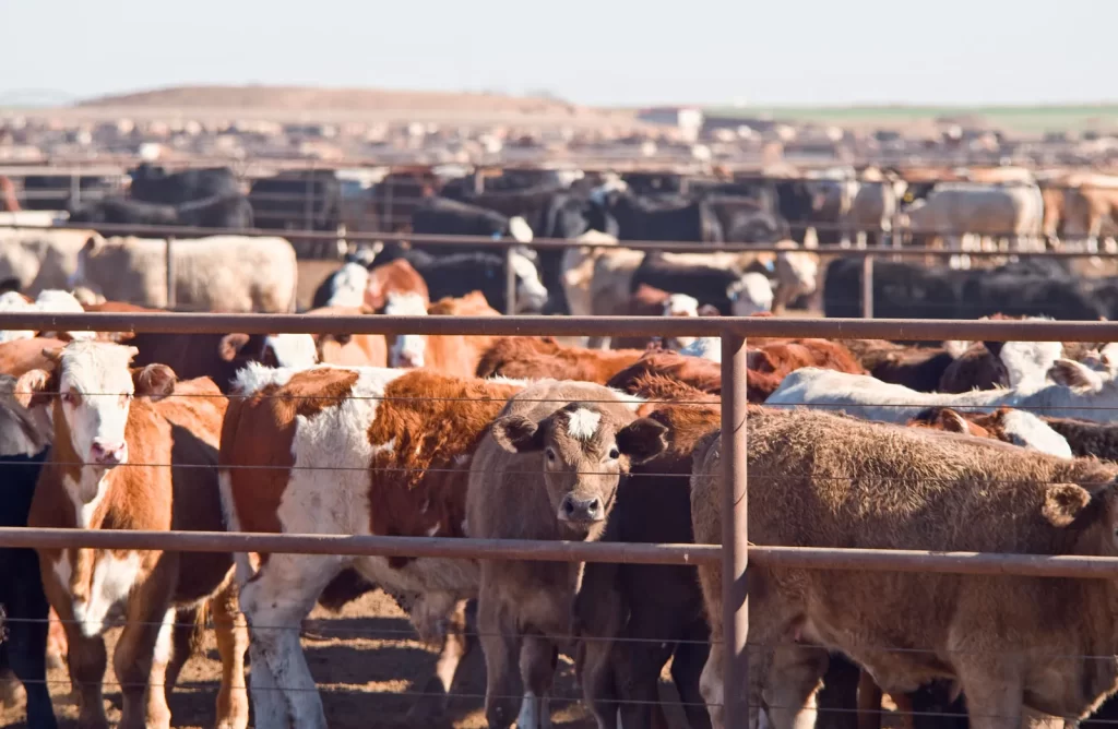 Cattle that will undergo fertilization operations