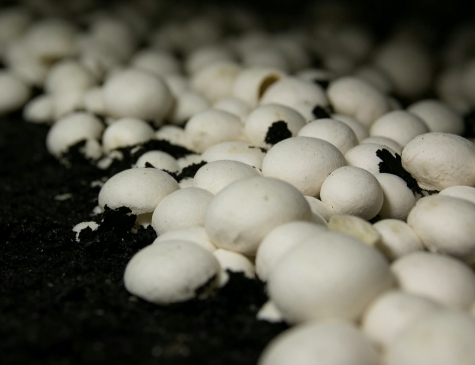 mushroom cultivation