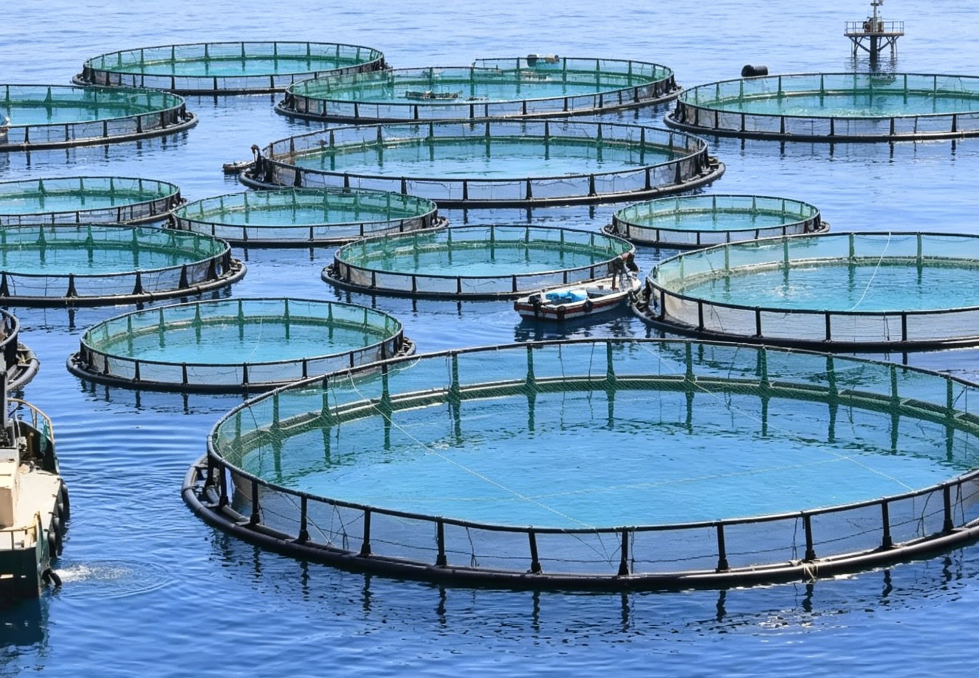 a recirculating aquaculture system